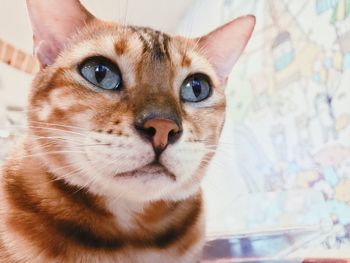 Close-up portrait of ginger cat