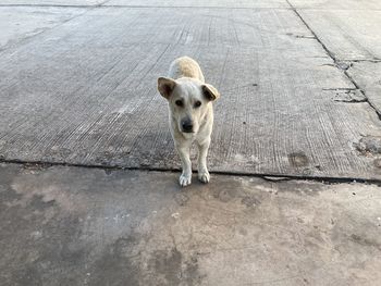 pet