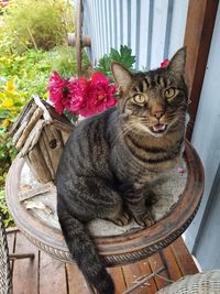 Portrait of cat sitting on chair in basket