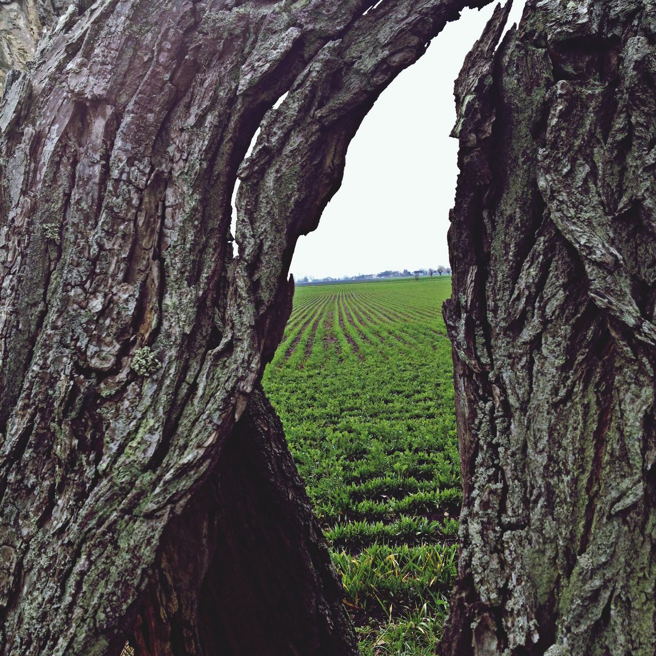 tree, tree trunk, tranquility, growth, nature, tranquil scene, textured, landscape, green color, field, beauty in nature, grass, scenics, day, sky, no people, outdoors, wood - material, pattern, non-urban scene