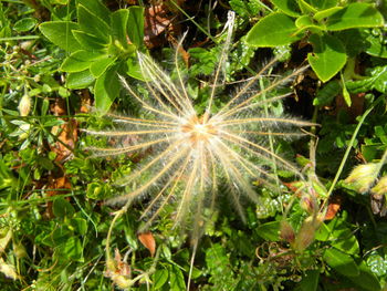 Close-up of leaves