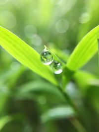 Close-up of water drop on leaf