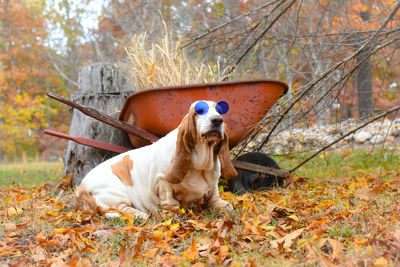 Close-up of dog wearing glasses 