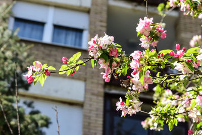 Close-up of pink flowering plant against building