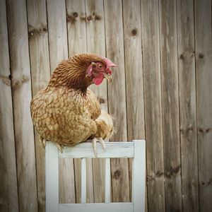 Chicken perching on wood