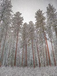 Low angle view of trees against sky