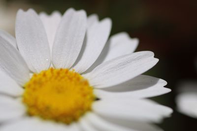 Close-up of flower blooming outdoors