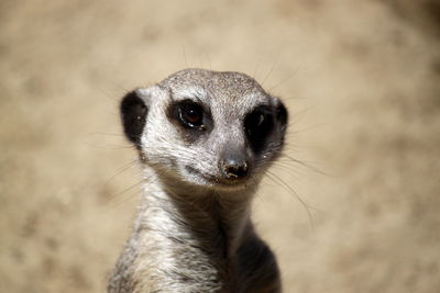 Close-up portrait of meerkat