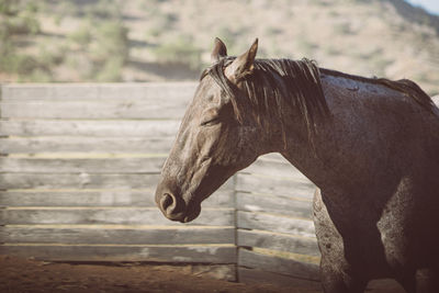 Black horse squints in the sunlight at ranch