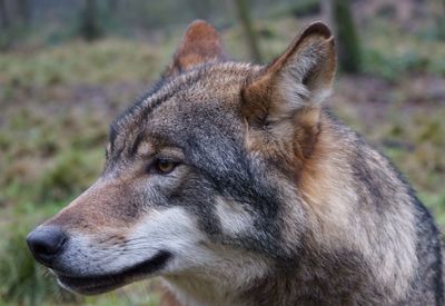 Close-up of dog looking away