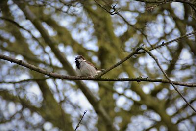 Low angle view of bird perching on branch