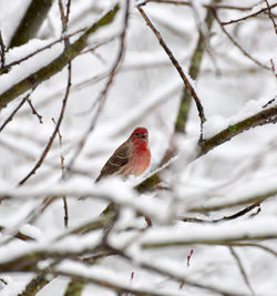 Bird perching on branch during winter