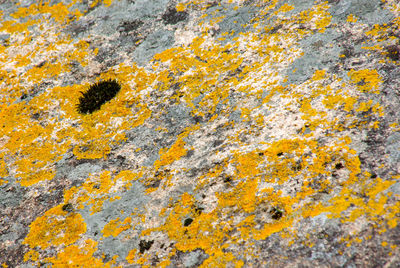 Full frame shot of yellow moss on rock