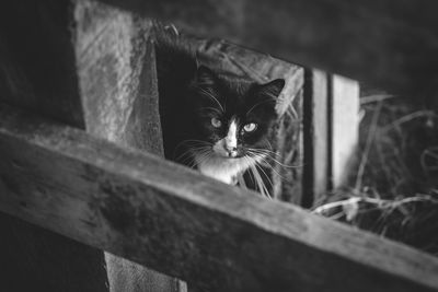 Close-up portrait of cat