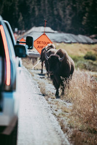 Bison by cars on road