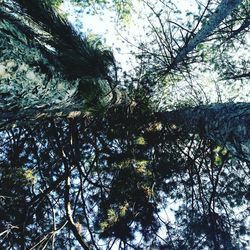 Low angle view of tree against sky