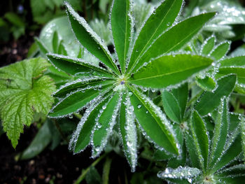 Close-up of wet plant leaves during rainy season