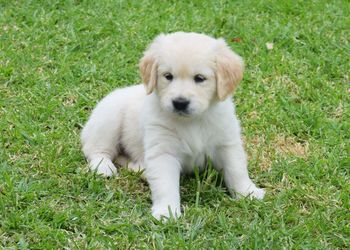 Portrait of puppy on grass