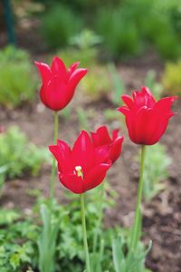 Close-up of red tulip flowers on field