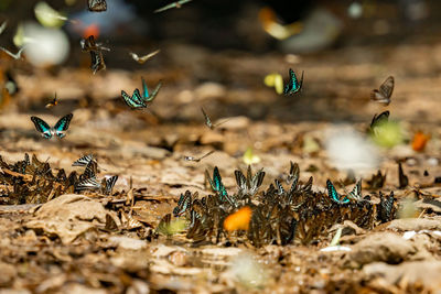 High angle view of plants on field