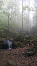 Scenic view of waterfall in forest