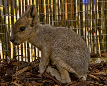 Close-up of young mara in zoo