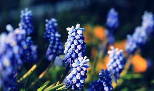 Close-up of purple flowering plant