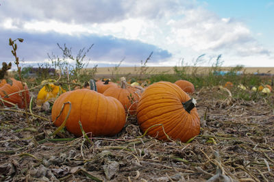 Pumpkins on field against sky during autumn