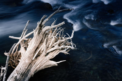 Close-up of driftwood on tree during winter