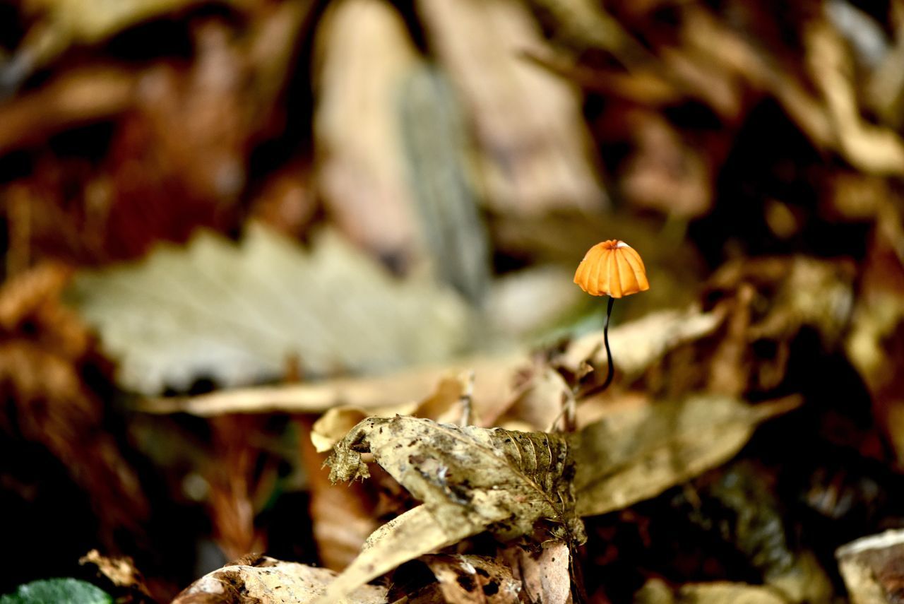 plant, growth, flower, close-up, no people, flowering plant, focus on foreground, beauty in nature, nature, selective focus, vulnerability, freshness, day, fragility, outdoors, yellow, land, field, plant part, mushroom, flower head, wilted plant