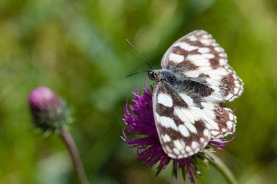 Close-up of butterfly on purple flower