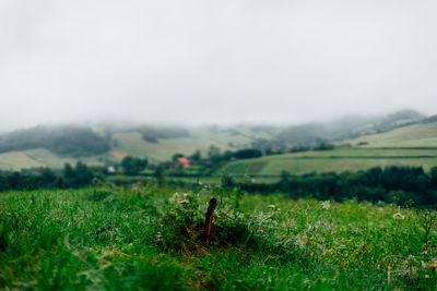 Scenic view of field against sky