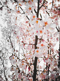 Low angle view of cherry blossom