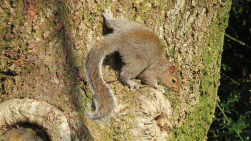 View of tree trunk in forest