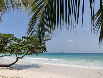 Palm trees on beach against sky