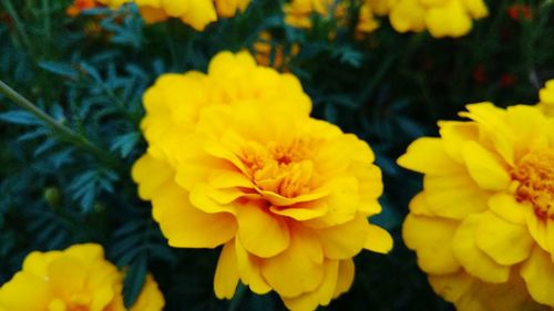 Close-up of yellow flowers blooming outdoors