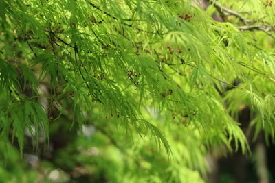 Close-up of fresh green plants