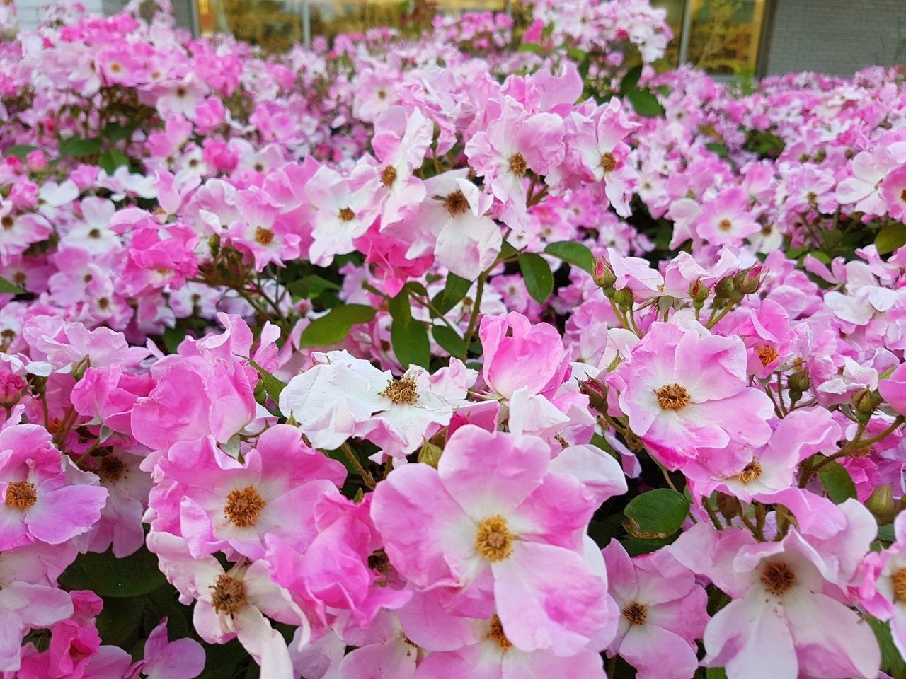 flower, petal, pink color, fragility, beauty in nature, growth, nature, plant, freshness, no people, flower head, springtime, day, blooming, outdoors, close-up