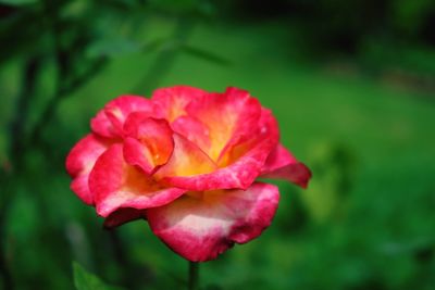 Close-up of red flower blooming outdoors