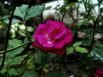 Close-up of pink flower blooming outdoors