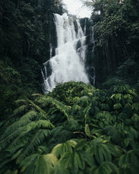 Scenic view of waterfall in forest