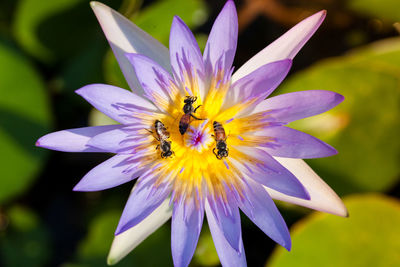 Close-up of bee pollinating flower