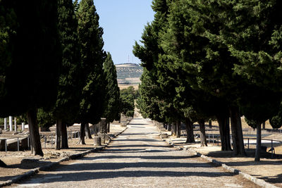 Footpath amidst trees against clear sky