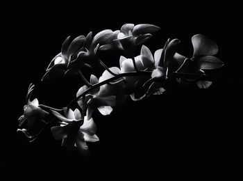 Close-up of flowering plant against black background