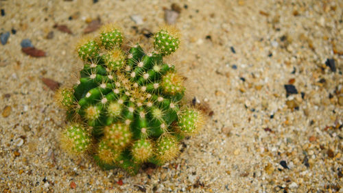 High angle view of succulent plant