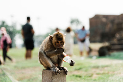 Close-up of monkey eating food while sitting outdoors