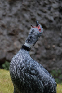 Close-up of a bird