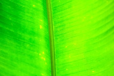 Full frame shot of green leaf