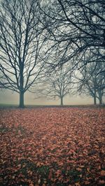 Bare trees on landscape