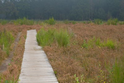 Footpath amidst plants on land